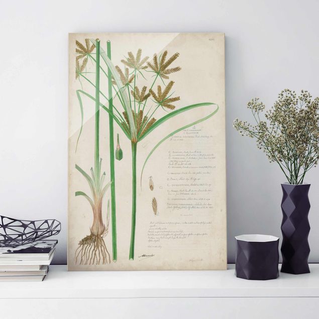 Lavagna magnetica vetro Disegno botanico vintage Erbe I