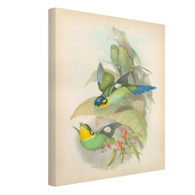 Riproduzioni su tela quadri famosi Illustrazione vintage Uccelli tropicali