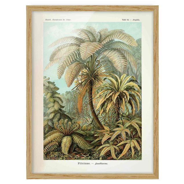 Poster con cornice - Botanica illustrazione d'epoca Foglie Felci - Verticale 4:3