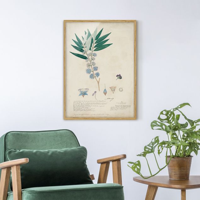 Poster con cornice - Melastomataceae - Angustifolium - Verticale 4:3