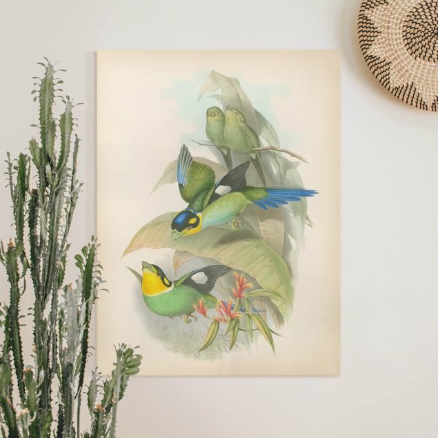 Quadri con uccelli Illustrazione vintage Uccelli tropicali