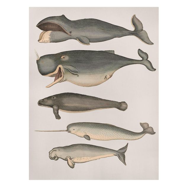 Stampa su tela Cinque balene vintage