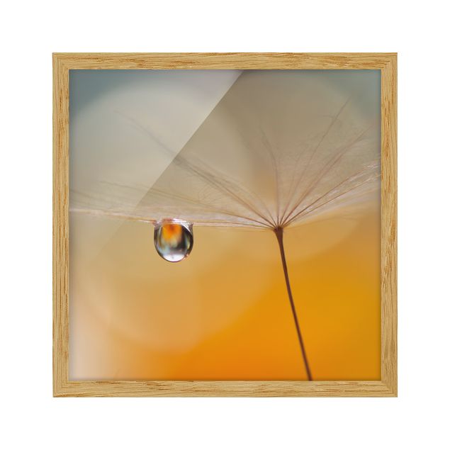 Poster con cornice - Dandelion In Orange - Quadrato 1:1