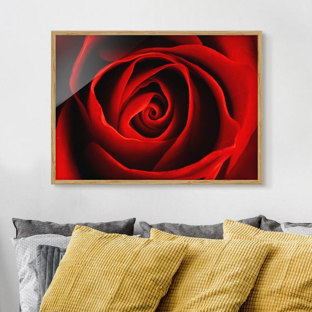 Poster con cornice - Lovely Rose - Orizzontale 3:4