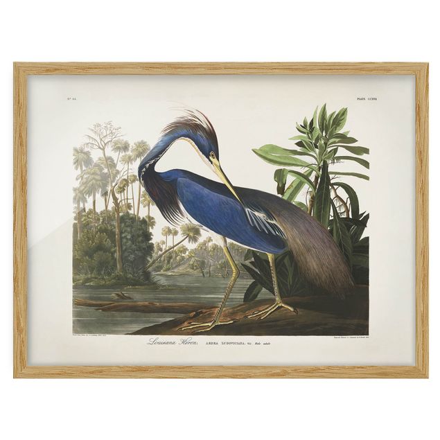 Poster con cornice - bordo Vintage Louisiana Heron - Orizzontale 3:4