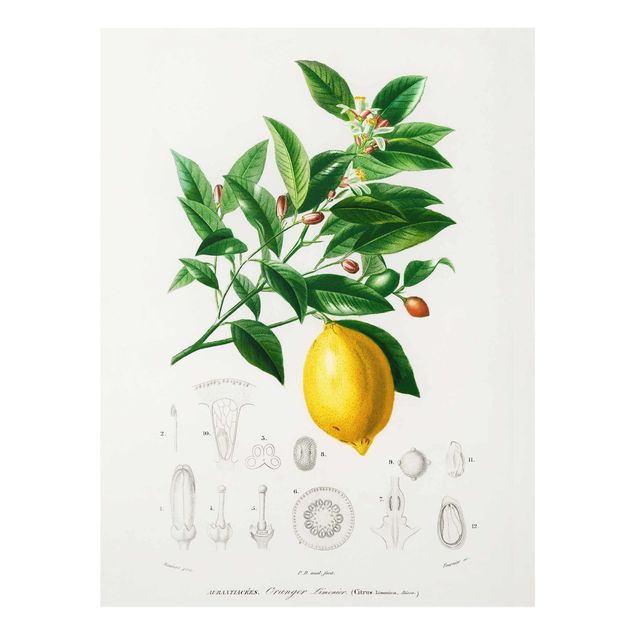Quadro in vetro - Botanica Vintage Illustrazione Di Limone - Verticale 4:3