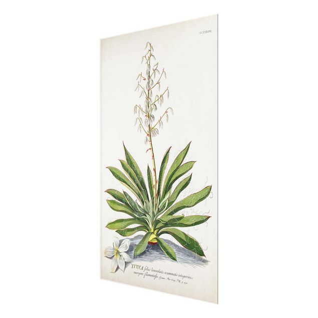 Quadro in vetro - Vintage botanica Yucca - Verticale 3:2