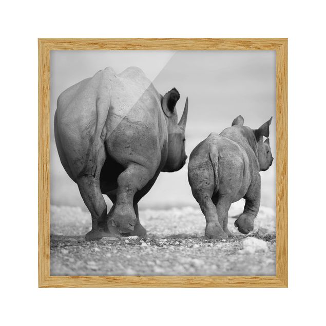 Poster con cornice - Wandering Rhinos II - Quadrato 1:1