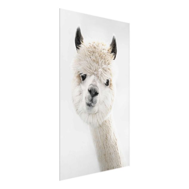Quadro in vetro - Ritratto di alpaca