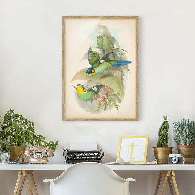stampe animali Illustrazione vintage Uccelli tropicali