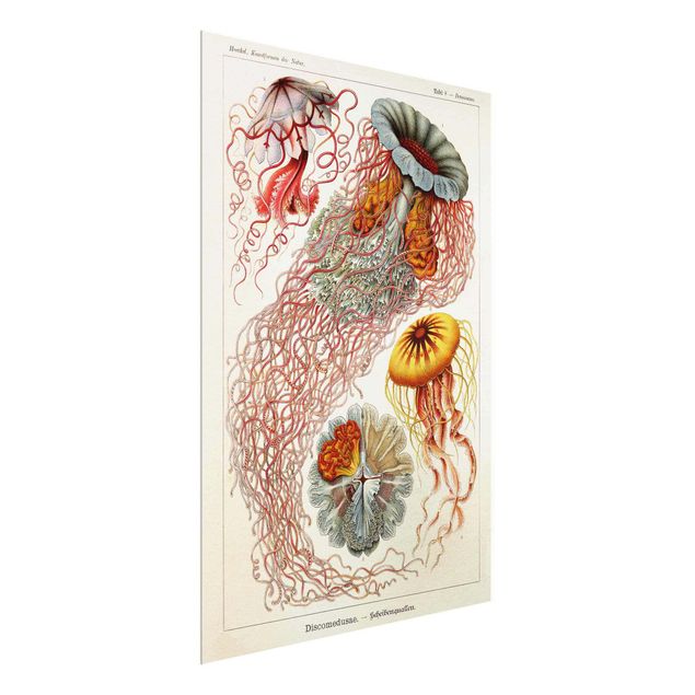 Quadro in vetro - Vintage Consiglio Jellyfish - Verticale 4:3