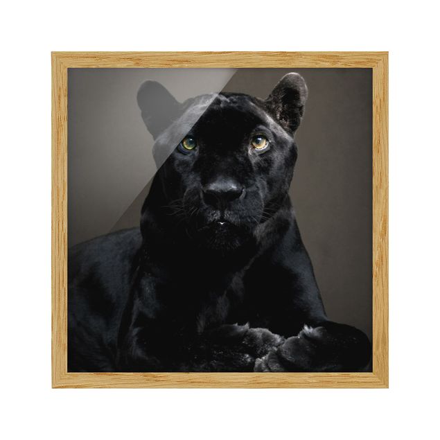Poster con cornice - Black Puma - Quadrato 1:1