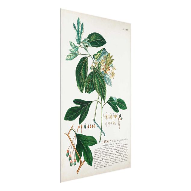 Quadro in vetro - Vintage botanica Laurel - Verticale 3:2
