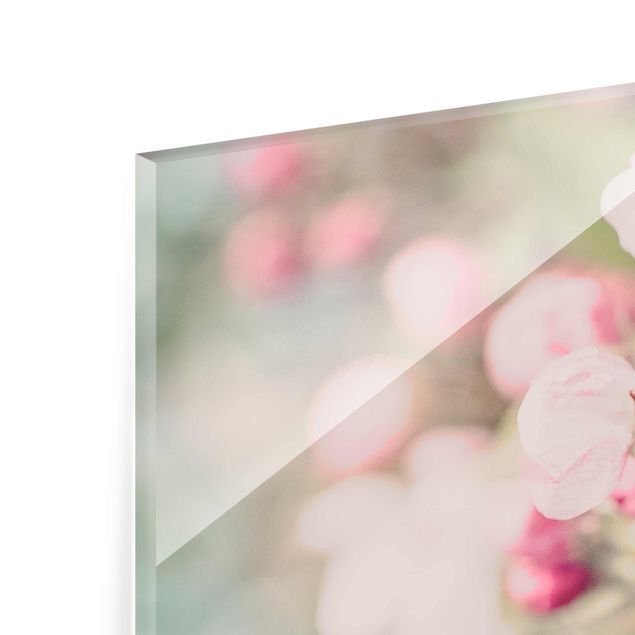 Quadro in vetro - Apple Blossom rosa bokeh - Panoramico