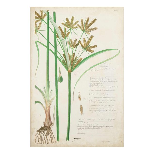 Quadro in vetro - Vintage Botanica Disegno Erbe I - Verticale 3:2