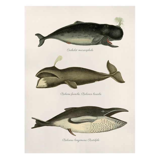 Stampa su tela Tre balene vintage