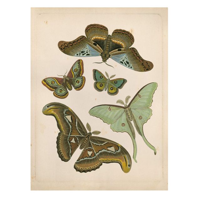 Quadro su tela animali Illustrazione vintage Farfalle esotiche II