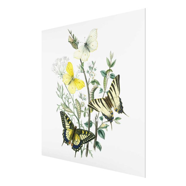 Quadro in vetro - British Butterflies III - Quadrato 1:1