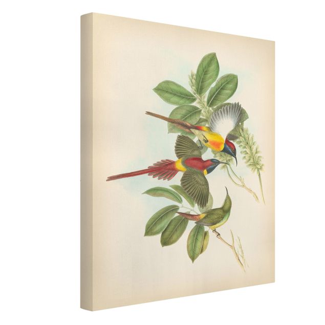Riproduzioni su tela quadri famosi Illustrazione vintage Uccelli tropicali III