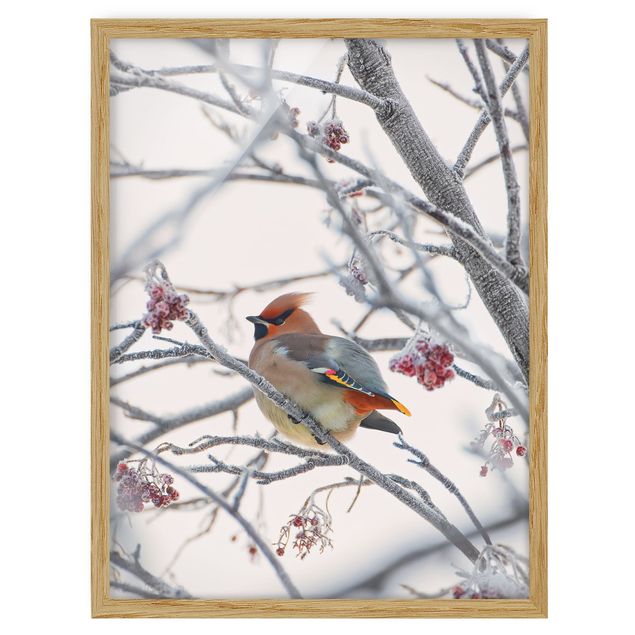 Poster con cornice - Waxwing In Tree - Verticale 4:3