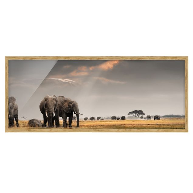 Poster con cornice - Savana Elefante - Panorama formato orizzontale