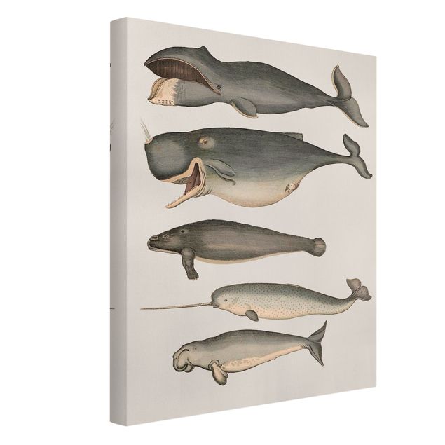 Quadro su tela animali Cinque balene vintage