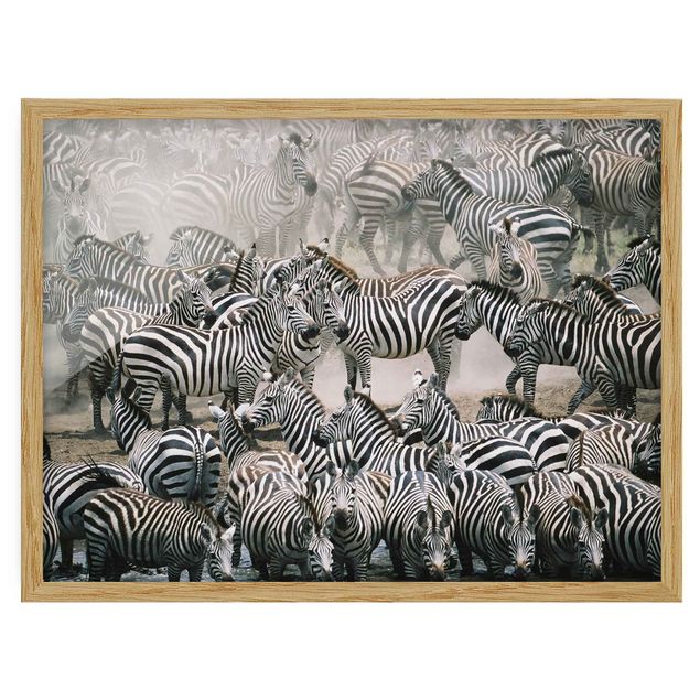 Poster con cornice - Zebra Herd - Orizzontale 3:4