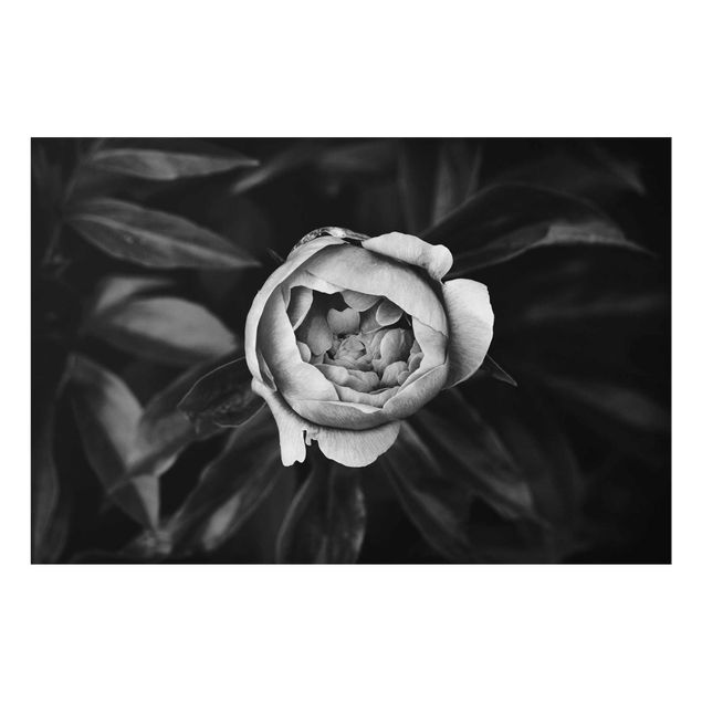 Quadro in vetro - Peony fiore bianco frontale nero Foglie - Orizzontale 2:3