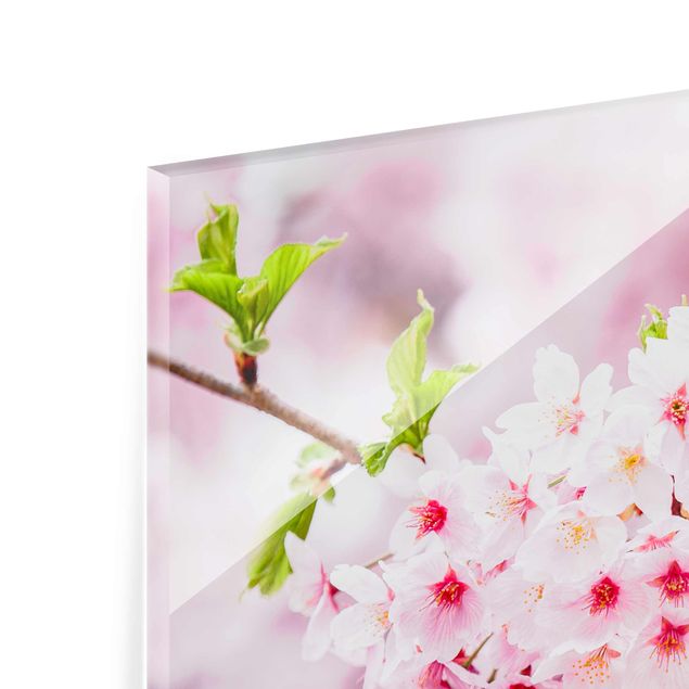 Quadro in vetro - Fioriture di ciliegio giapponesi