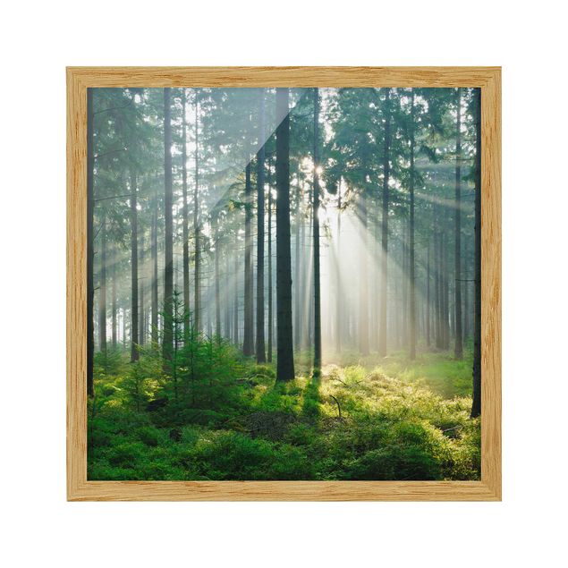 Poster con cornice - Enlightened Forest - Quadrato 1:1