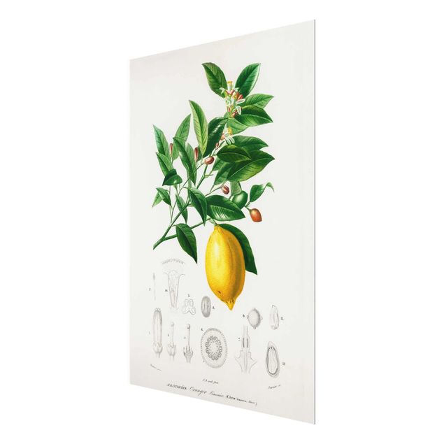 Quadro in vetro - Botanica Vintage Illustrazione Di Limone - Verticale 4:3