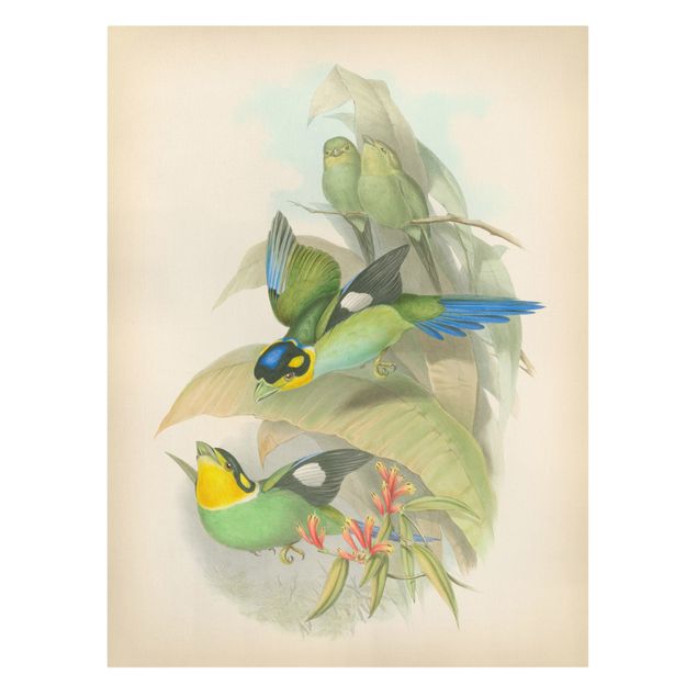 Tele vintage Illustrazione vintage Uccelli tropicali