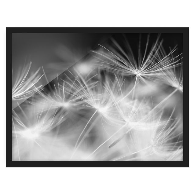 Poster con cornice - Moving Dandelions Close Up On Black Background - Orizzontale 3:4