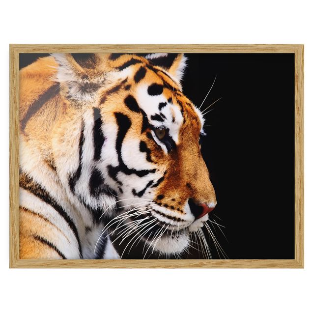 Poster con cornice - Tiger Beauty - Orizzontale 3:4