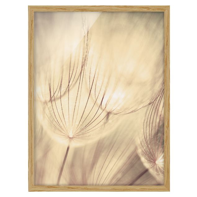 Poster con cornice - Dandelions Close-Up In Sepia - Verticale 4:3