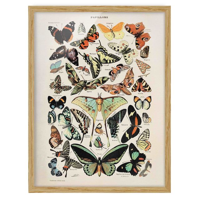 Poster con cornice - Vintage Consiglio farfalle e falene - Verticale 4:3