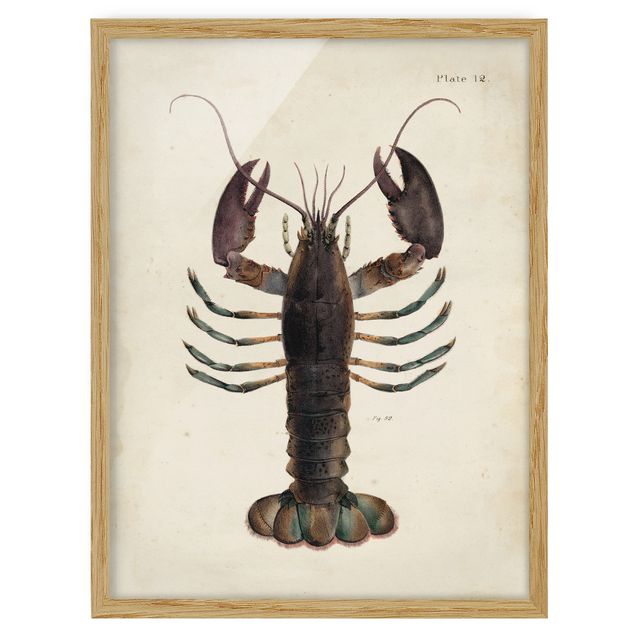 Poster con cornice - Vintage Illustrazione Lobster - Verticale 4:3