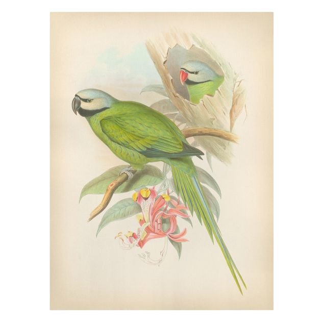 Stampe su tela vintage Illustrazione vintage Uccelli tropicali II