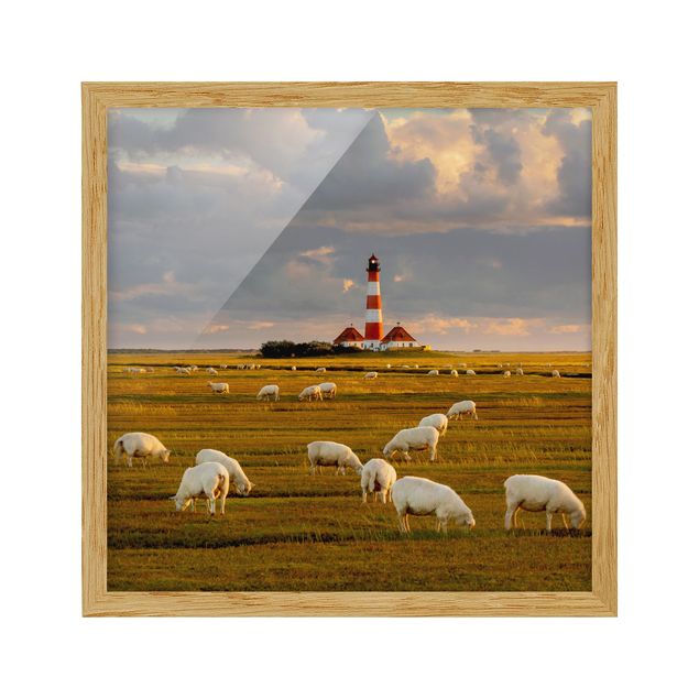 Poster con cornice - North Sea Lighthouse With Sheep Flock - Quadrato 1:1