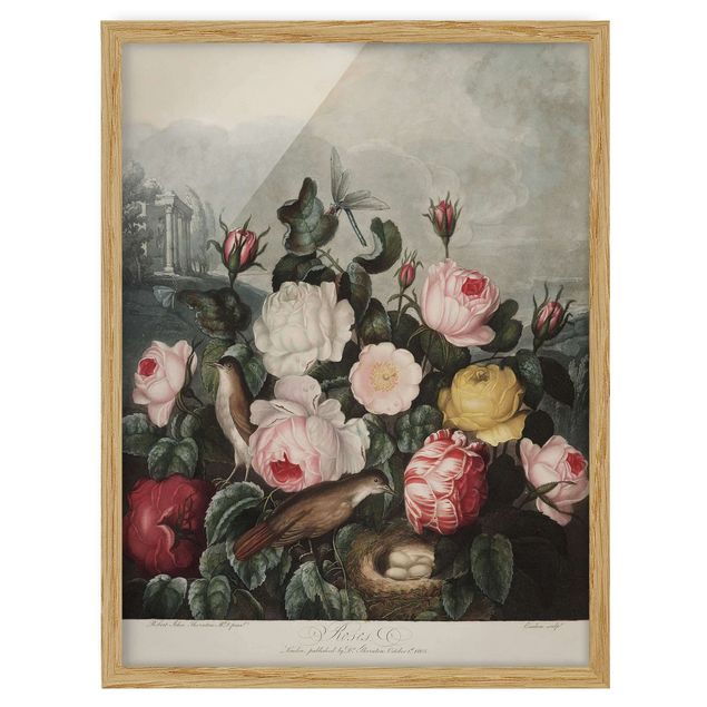 Poster con cornice - Botanica Vintage Illustrazione di rose - Verticale 4:3
