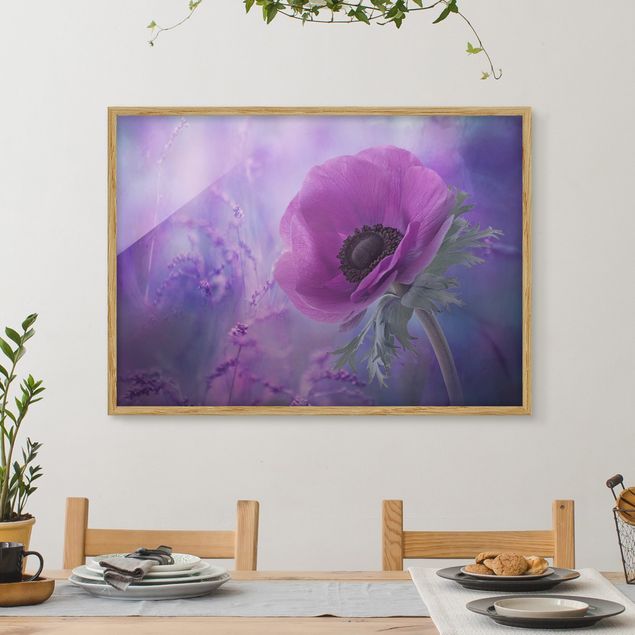 Poster con cornice - Anemones Bloom In Violet - Orizzontale 3:4