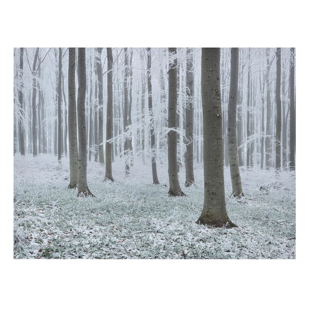 Stampa su tela - Beeches With Hoarfrost - Orizzontale 4:3