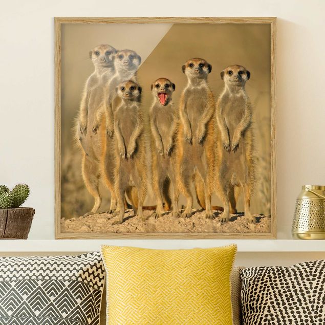 stampe animali Famiglia di suricati