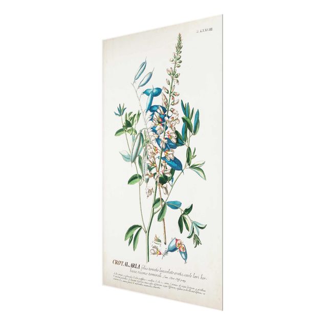 Quadro in vetro - Vintage botanico Legumi Illustrazione - Verticale 3:2