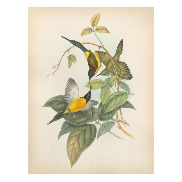 Stampe su tela vintage Illustrazione vintage Uccelli tropicali IV
