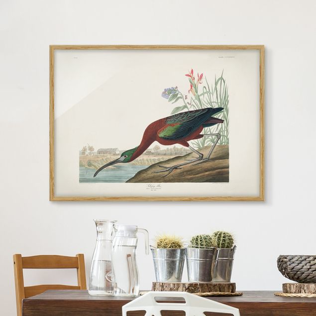 quadri con animali Bacheca vintage Ibis marrone