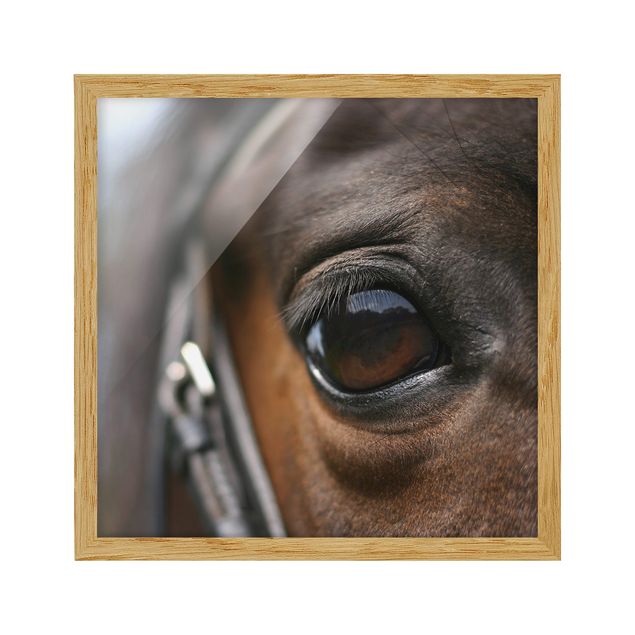 Poster con cornice - Horse Eye No.3 - Quadrato 1:1