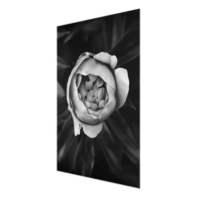 Quadro in vetro - Peony fiore bianco frontale nero Foglie - Verticale 4:3