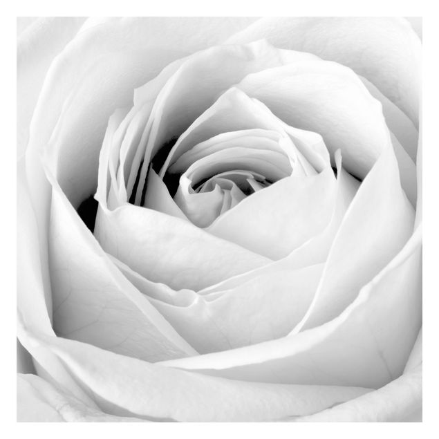 Carta da parati - Close Up Rose