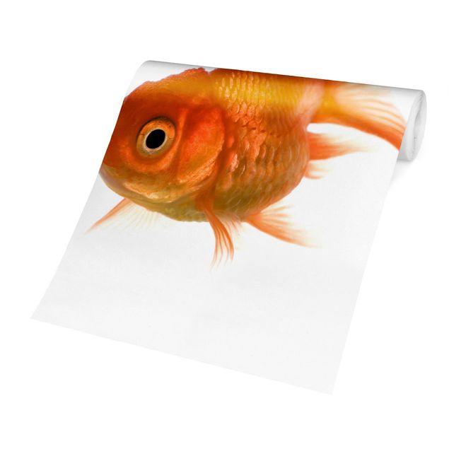 Carta da parati - Colourful Fish